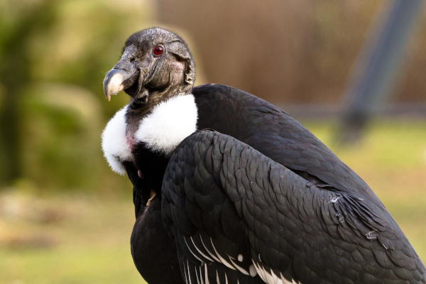 In a First in India, Eight Critically Endangered White-Rumped Vultures Reintroduced into the Wild