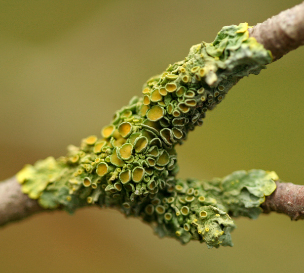 India’s First Lichen Park Comes up in Uttarakhand