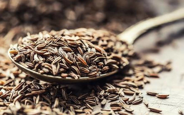 J-K: Research centre set up in Pampore to boost cumin cultivation