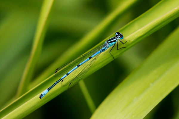 Researchers discover three new species of damselflies in the Western Ghats