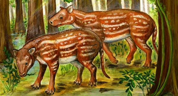 Horses, rhinos evolved from strange hoofed animal in India