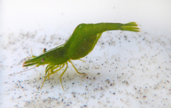 New shrimp species found in Indian coral reef