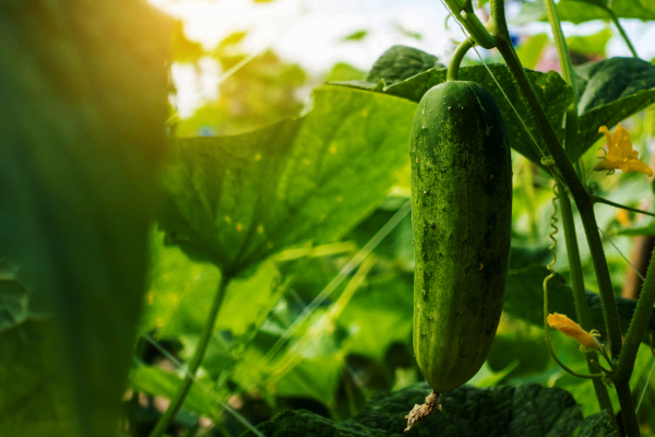 Researchers develop eco-friendly packaging material from cucumber peels