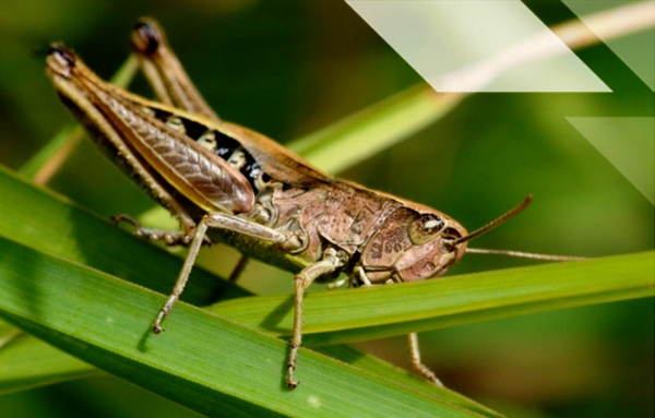 The-chirp-of-the-crickets-may-soon-be-their-species-I-cards-Research-Dharmakshethra.