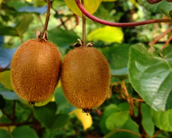 Value Chain Creation for Kiwi Fruit – Farm to Fork’ : Dharmakshethra ...