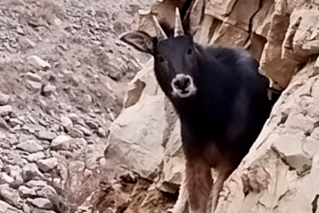 Extinct Himalayan Serow spotted in Spiti Valley by team of wildlife experts