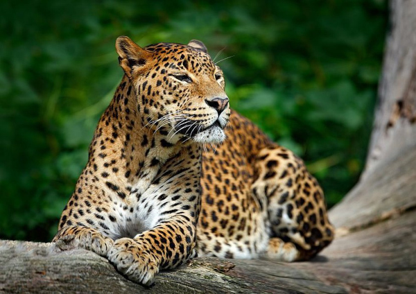 Leopards grow from 8000 to 13000 in just four years