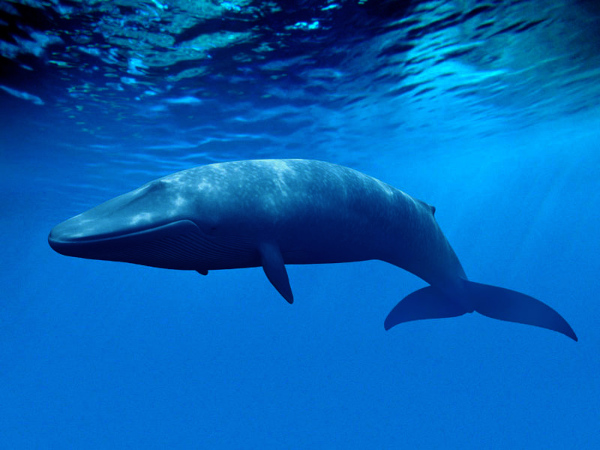 Bluewhales indian ocean