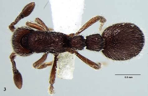 New ant species discovered from Kerala named after JNCASR researcher, evolutionary biologist Prof. Amitabh Joshi