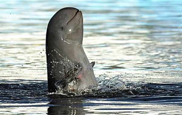 Gujarat Records Over 680 Dolphins, Marking Major Conservation Success