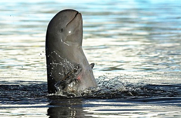 156 endangered Irrawaddy dolphins sighted in annual count by scientists and govt. officials