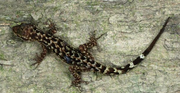 Indian researchers discover new gecko species in Arunachal Pradesh