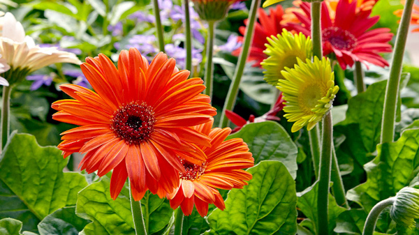 India develops its own varieties of gerbera