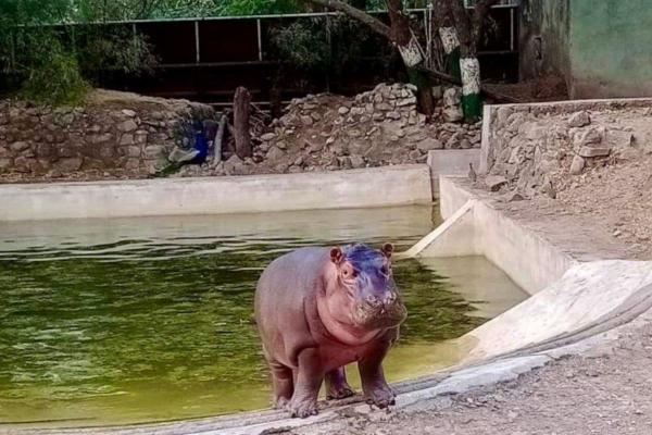 World’s Fastest Made 'Jungle Safari' near Statue of Unity is All Ready to Welcome This Adorable Baby Hippo