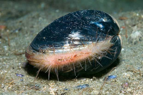 Sublethal exposure study of lead (Pb) on black clams to provide early warning information on marine pollution