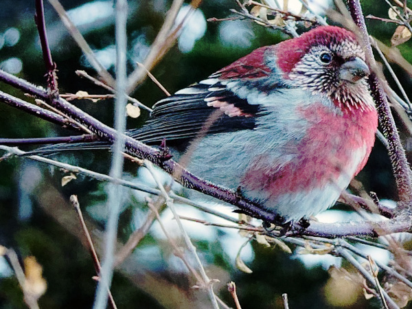 BNHS team records rare bird species in forests of Arunachal