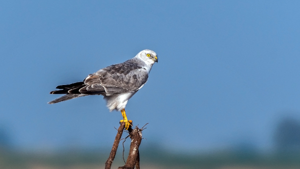 Gujarat: Sasan wildlife division satellite tags 3 eagles, 1 pallid harrier