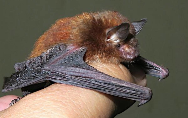 India’s first disk-footed bat recorded in Meghalaya; dwells in bamboo grooves