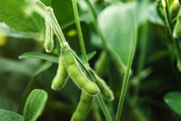 New high-yielding and pest-resistant variety of soybean can help boost countrywide production