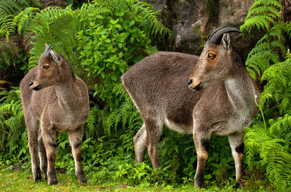 Number of Nilgiri tahrs rises in Eravikulam National park