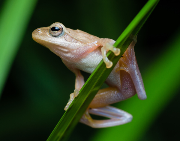 Rare foaming frog resurfaces after 108 years