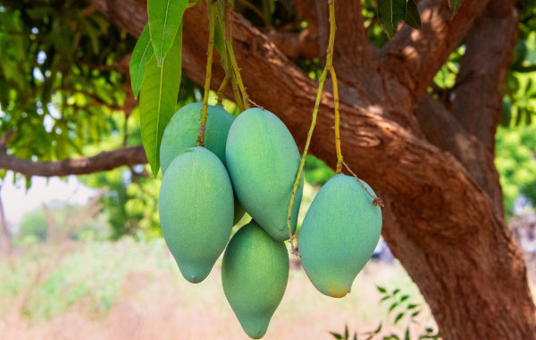 Mango in Ayurveda: Āmra, the King of Fruits and a Seasonal Medicine