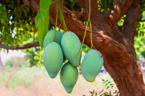 India looks beyond Alphonso, to push other mango exports