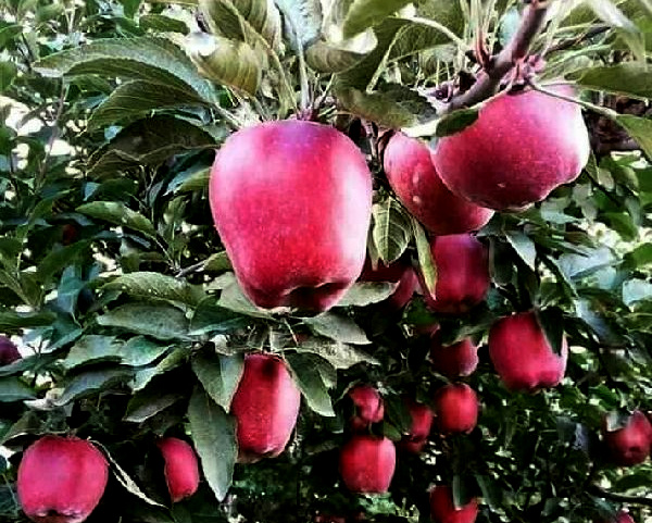 Low-chilling apple variety developed by Himachal farmer spreads far & wide