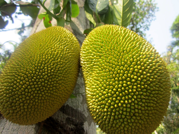 Processed & organic certified jackfruit from Bengaluru exported to Germany