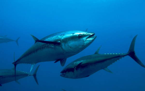 Lakshadweep starts tuna export to Tokyo