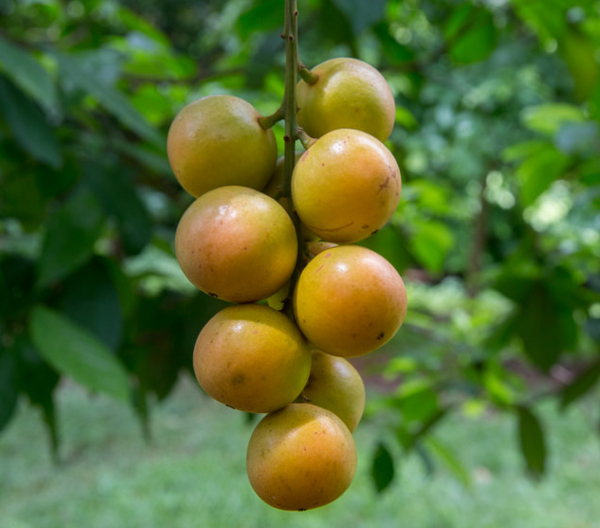 APEDA facilitated exports of Burmese grapes ‘Leteku’ to Dubai