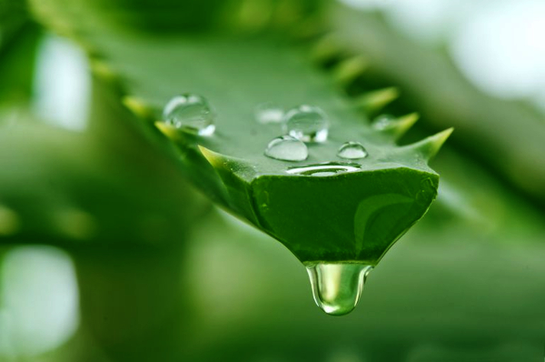 Aloe vera chemical may be used in memory chips, states IIT Indore study