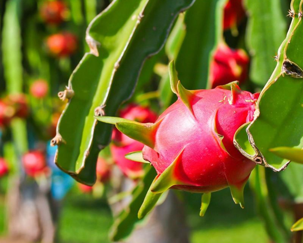 Exotic dragon fruit or Kamalam from Maharashtra exported to Dubai