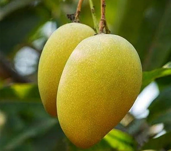 Sixteen Varieties of Mangoes Including Three GI Certified Varieties Exported to Bahrain from West Bengal & Bihar