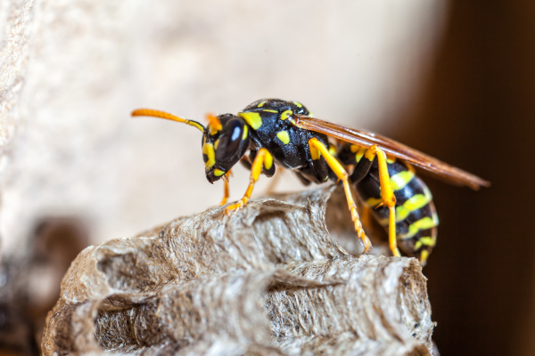 Researchers study egg-laying behaviour of wasps for designing specific pest control measures