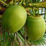 India Remains World’s Largest Coconut Producer; Centre Unveils Promotion Scheme in Budget 2026–27