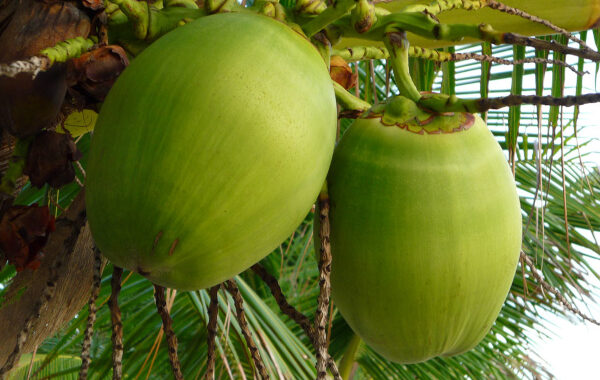 The tender power of young coconut