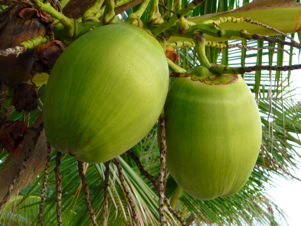 The tender power of young coconut