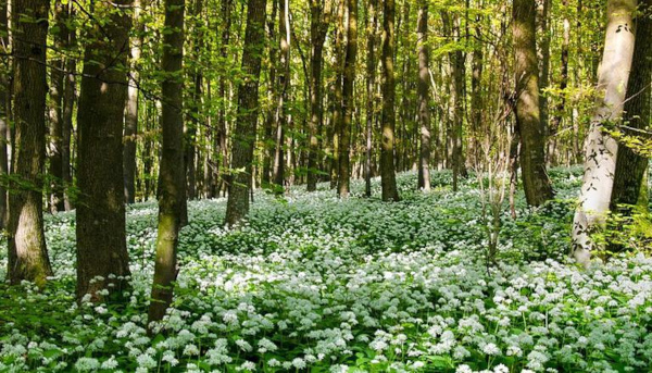 India's 'highest' herbal park opens at 11,000 feet: All you need to know