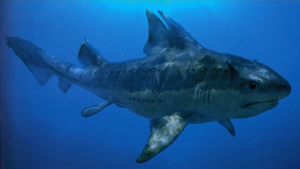 dharma shark