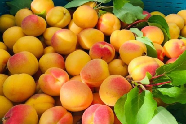 First time in 35 yrs, Kargil’s fresh apricots go global