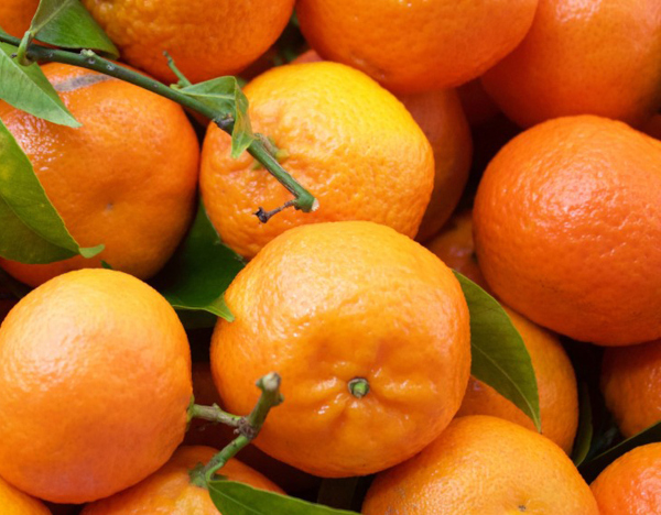 Manipur’s special oranges, chillis get GI tag