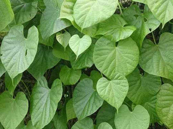 Researchers sequence genome of herb, Giloy