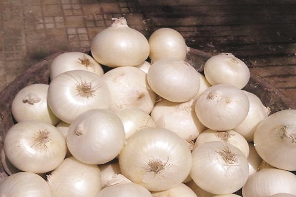 Alibag’s famed white onion gets GI tag