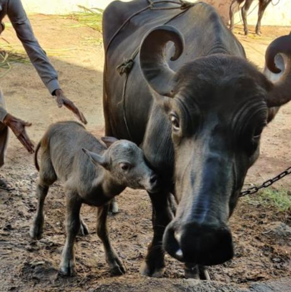 India’s First Banni Buffalo IVF Calf Born