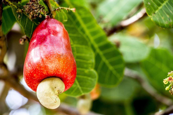 Kerala farmer’s innovative technique can save senile cashew gardens from debilitating pests & frequent cyclonic storms