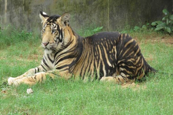 Study decodes mystery around `black tigers’