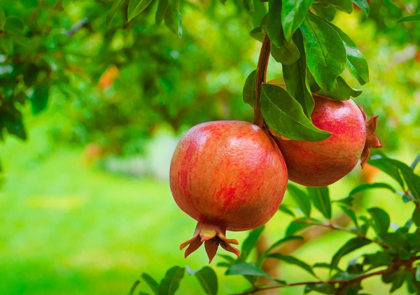 India, US To Work On Exporting Mangoes, Pomegranates From India