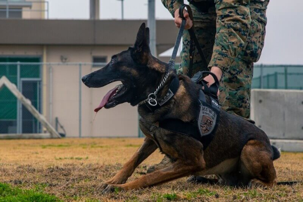 Indian Army counter-terrorism unit welcomes 'Belgian Malinois' canines to aid assault ops