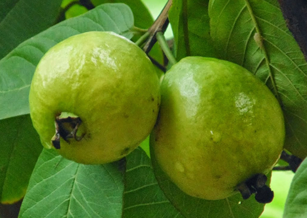 Export of guavas sees a surge; records growth of 260% since 2013